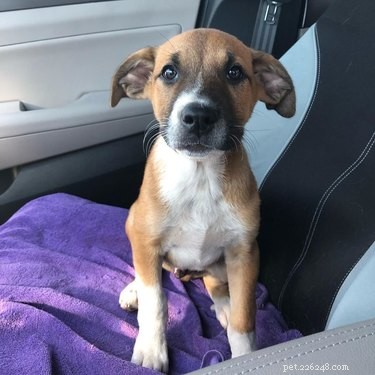 17 Inspiring Foster Stories That Show Pets Find Their Forever Homes