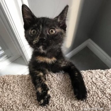 17 Inspiring Foster Stories That Show Pets Find Their Forever Homes