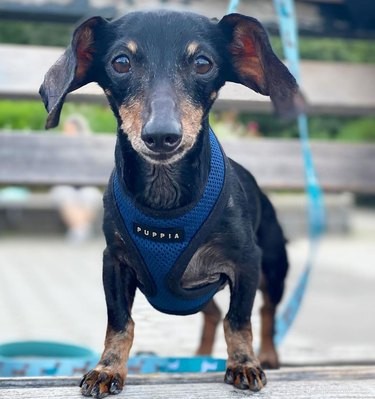 17 Inspiring Foster Stories That Show Pets Find Their Forever Homes