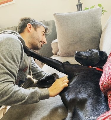 17 Inspiring Foster Stories That Show Pets Find Their Forever Homes