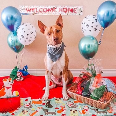17 Inspiring Foster Stories That Show Pets Find Their Forever Homes