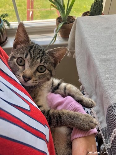 17 Inspiring Foster Stories That Show Pets Find Their Forever Homes
