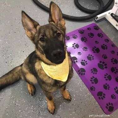 17 Inspiring Foster Stories That Show Pets Find Their Forever Homes