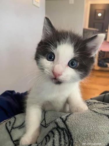 17 Inspiring Foster Stories That Show Pets Find Their Forever Homes