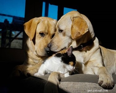 17 Inspiring Foster Stories That Show Pets Find Their Forever Homes
