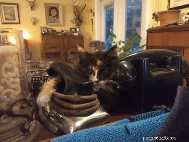 17 Inspiring Foster Stories That Show Pets Find Their Forever Homes