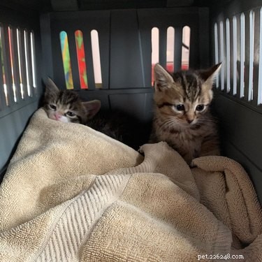 17 Inspiring Foster Stories That Show Pets Find Their Forever Homes