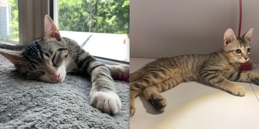17 Inspiring Foster Stories That Show Pets Find Their Forever Homes