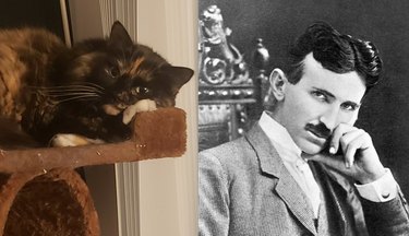 Guess the Celebrity, Food, or Pop Culture Reference Behind These Pets  Names—A Visual Challenge