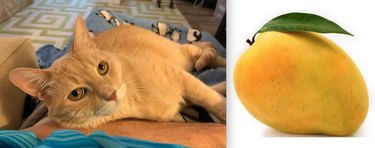 Guess the Celebrity, Food, or Pop Culture Reference Behind These Pets  Names—A Visual Challenge