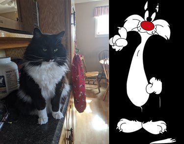 Guess the Celebrity, Food, or Pop Culture Reference Behind These Pets  Names—A Visual Challenge