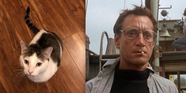 Guess the Celebrity, Food, or Pop Culture Reference Behind These Pets  Names—A Visual Challenge