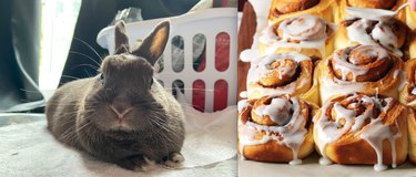 Guess the Celebrity, Food, or Pop Culture Reference Behind These Pets  Names—A Visual Challenge