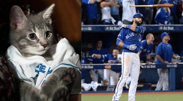 Guess the Celebrity, Food, or Pop Culture Reference Behind These Pets  Names—A Visual Challenge