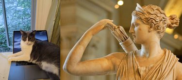 Guess the Celebrity, Food, or Pop Culture Reference Behind These Pets  Names—A Visual Challenge