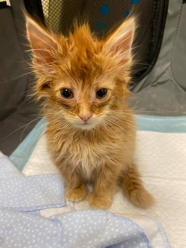 17 Pets That Master the Art of Bed Head