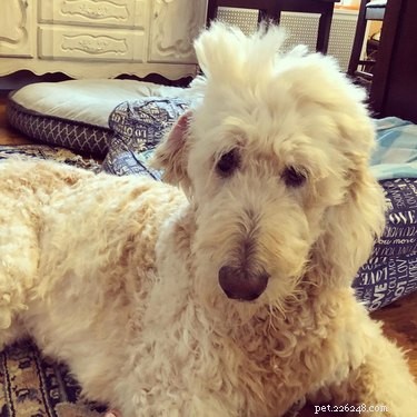 17 Pets That Master the Art of Bed Head