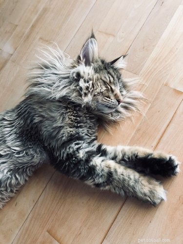 17 Pets That Master the Art of Bed Head