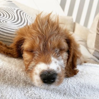 17 Pets That Master the Art of Bed Head