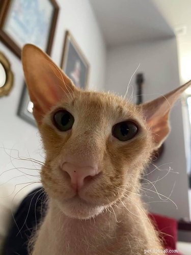 17 Pets That Master the Art of Bed Head