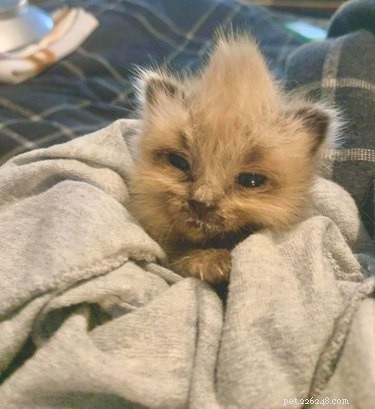 17 Pets That Master the Art of Bed Head