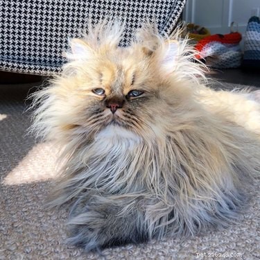 17 Pets That Master the Art of Bed Head