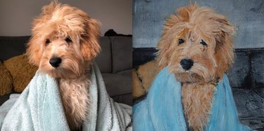17 Pets That Master the Art of Bed Head
