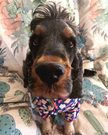 17 Pets That Master the Art of Bed Head