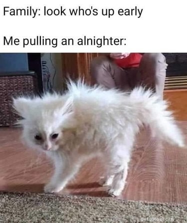 17 Pets That Master the Art of Bed Head
