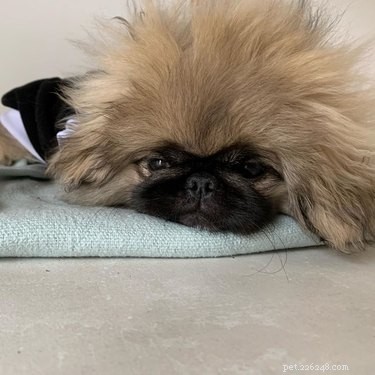 17 Pets That Master the Art of Bed Head
