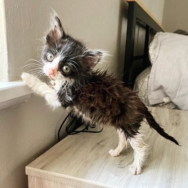 17 Pets That Master the Art of Bed Head