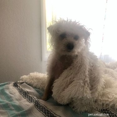 17 Pets That Master the Art of Bed Head
