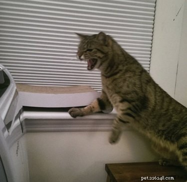 18 Hilarious Pet Photos That Will Brighten Your Day