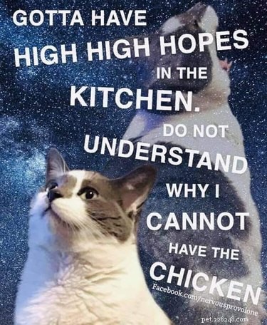 18 Hilarious Pet Photos That Will Brighten Your Day
