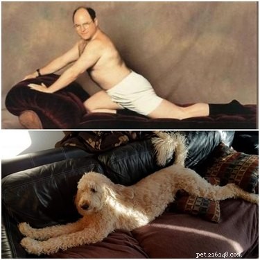 18 Hilarious Pet Photos That Will Brighten Your Day