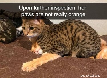 18 Hilarious Pet Photos That Will Brighten Your Day