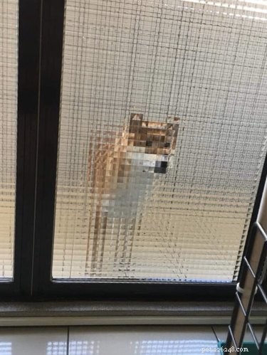 18 Hilarious Pet Photos That Will Brighten Your Day