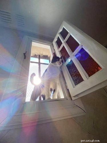 18 Hilarious Pet Photos That Will Brighten Your Day