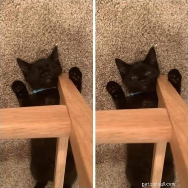 18 Hilarious Pet Photos That Will Brighten Your Day