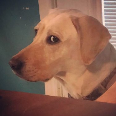 18 Hilarious Pet Photos That Will Brighten Your Day