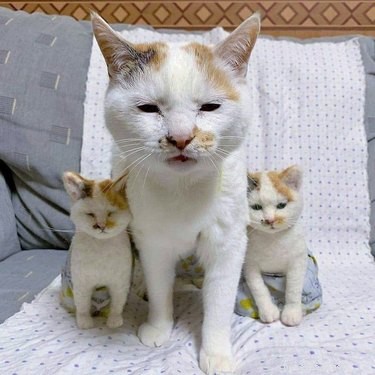 18 Hilarious Pet Photos That Will Brighten Your Day