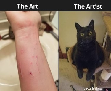 18 Hilarious Pet Photos That Will Brighten Your Day