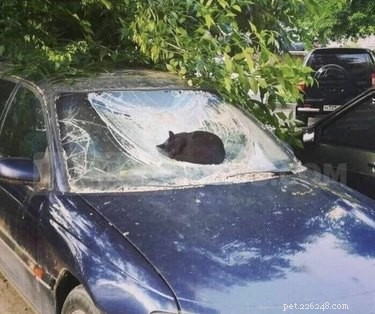 18 Hilarious Pet Photos That Will Brighten Your Day