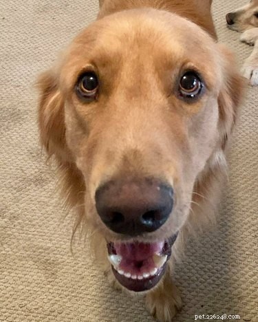 18 Hilarious Pet Photos That Will Brighten Your Day