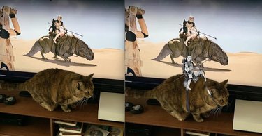 18 Hilarious Pet Photos That Will Brighten Your Day