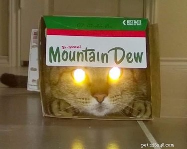 18 Hilarious Pet Photos That Will Brighten Your Day