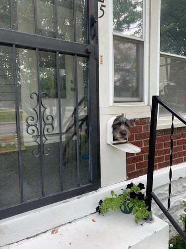 18 Hilarious Pet Photos That Will Brighten Your Day