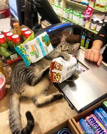 19 Pets Guaranteed to Make You Laugh Out Loud
