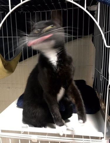 19 Pets Guaranteed to Make You Laugh Out Loud