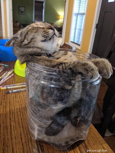 19 Pets Guaranteed to Make You Laugh Out Loud